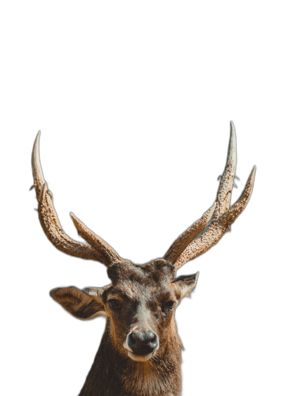 Photo of an Asian Deer with antlers on its head, solid black background, symmetrical, centered composition, portrait photography, professional studio lighting, cinematic, hyper realistic, extremely detailed  Transparent Background