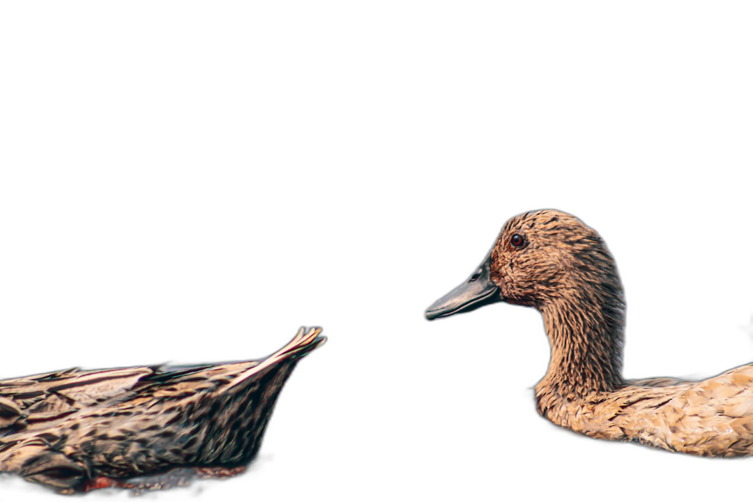 A closeup of two ducks, one swimming and the other standing on black background, high resolution photography, insanely detailed, fine details, stock photo, professional color grading, hyper realistic photography  Transparent Background