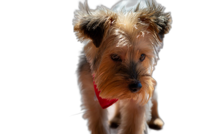 A closeup portrait of an adorable Yorkshire Terrier puppy, standing on its hind legs with its head tilted to the side and wearing a red bandana around its neck against a black background, captured in high definition photography in the style of a photograph.  Transparent Background