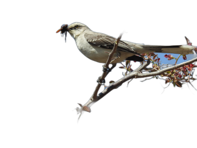 A photorealistic photograph of an Australian scene transitioning to white organic shapes and gray colors of a small bird with black eyes sitting on the branch of a desert buckthorn eating berries in the Arizona Desert at night against a black background, in the style of Nikon D850 DSLR camera with a Nikkor 24-70mm f/3 lens.  Transparent Background