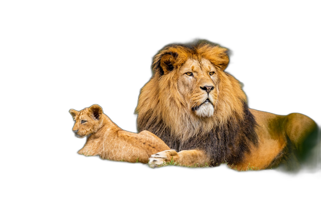 A male lion and his cub laying down, isolated on a black background with copy space, in an 8k, realistic photo style.  Transparent Background