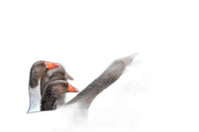 Three geese standing in the dark, with their heads tilted upwards and mouths open wide. The background is pure black, highlighting three greyish white long-tailed geese, creating an atmosphere of mystery and calmness. Using macro photography to capture details on each goose's face, presenting clear textures and bright colors. High contrast lighting highlights the texture between feathers and beaks, adding depth to the scene.  Transparent Background