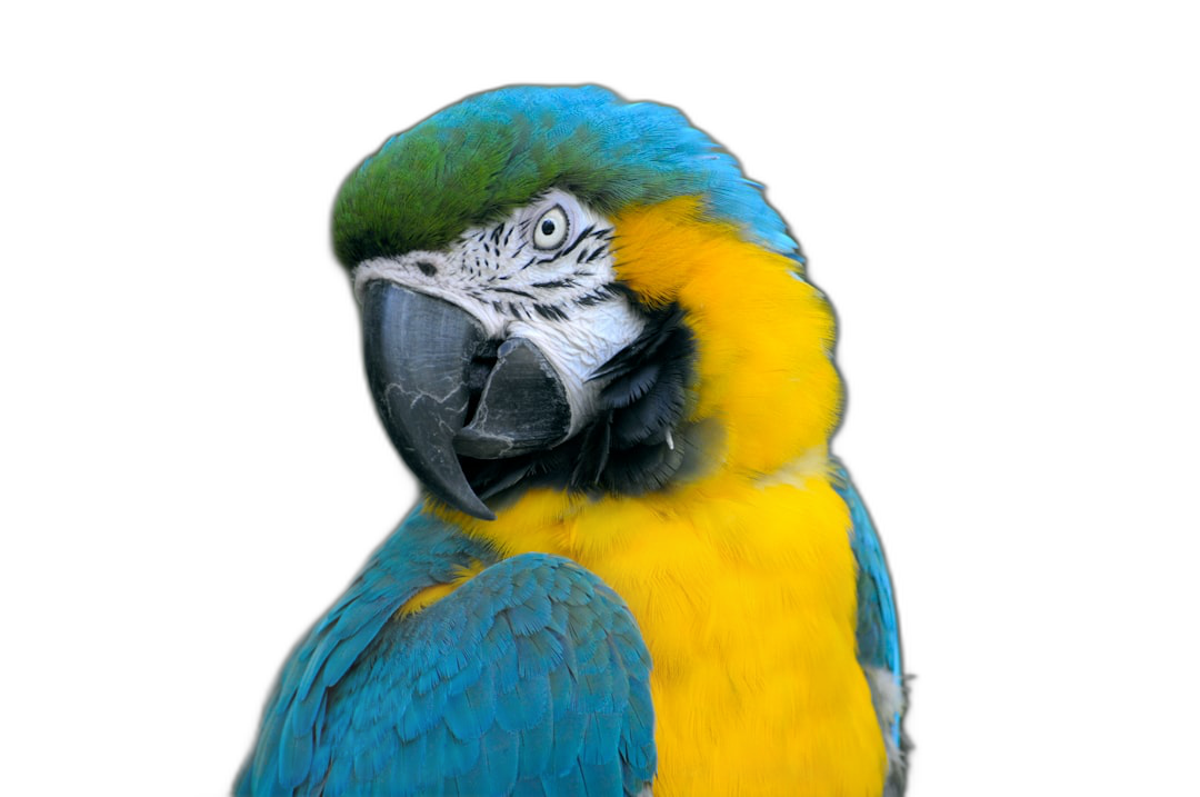 Blue and yellow macaw parrot isolated on a black background, in a detailed photo with high resolution photography and professional color grading with soft shadows and clean sharp focus in the style of digital art illustration.  Transparent Background