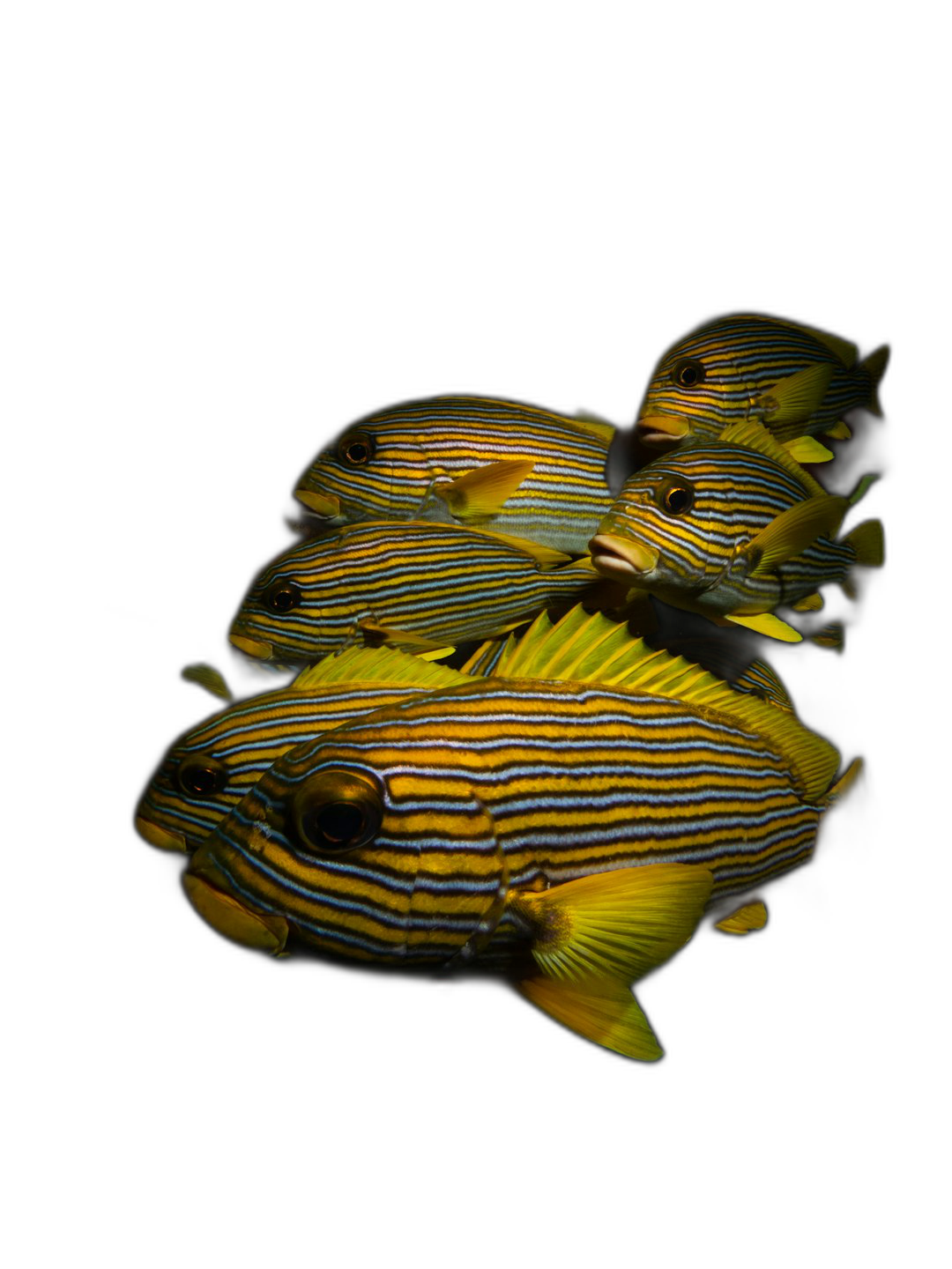 A school of striped fish swimming in a dark black background, in the style of national geographic photo, with yellow and blue stripes on their bodies, in a macro photography style, in a hyperrealistic style.  Transparent Background