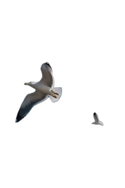 A seagull flying in the air against a pure black background, in the photography style with real details, a high definition photograph, high resolution, professional color grading, no contrast in shadows and highlights, sharp focus, studio lighting with hard light.  Transparent Background