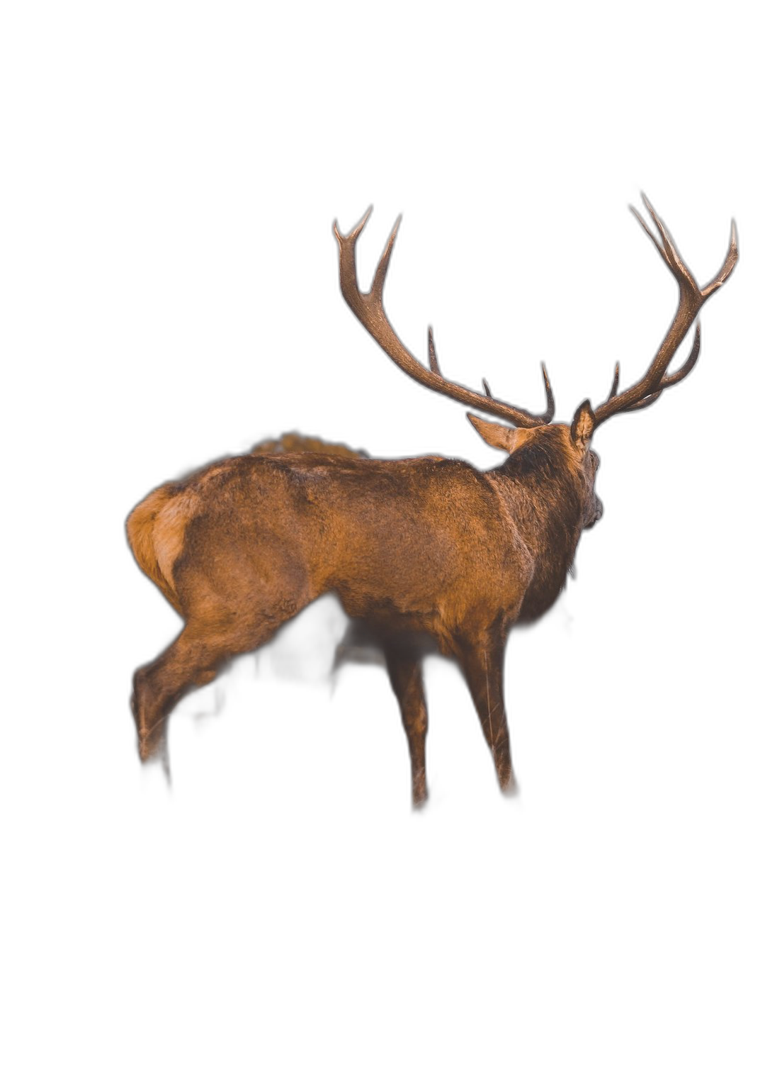 Photo of an elk, side view, on a solid black background, rendered in a photorealistic, hyperrealistic style, using octane render and unreal engine, with volumetric lighting, showing full body in high detail, in a long shot.  Transparent Background