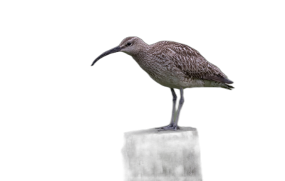 The painting depicts a full body crow, on a black background, standing next to a wooden post with a long beak, in the style of high definition photography.  Transparent Background