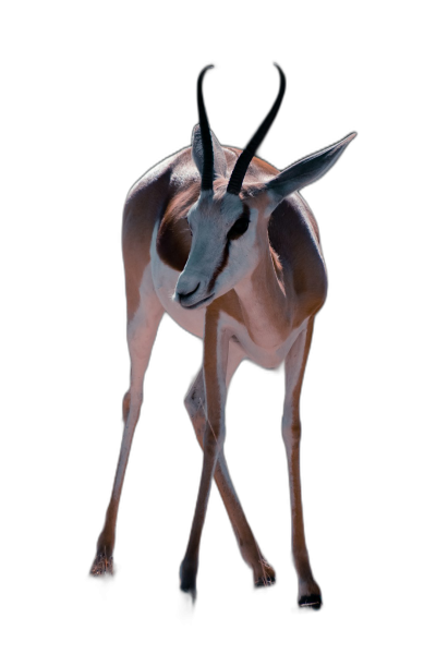 a full body photo of an antelope walking on black background, hyper realistic photography  Transparent Background