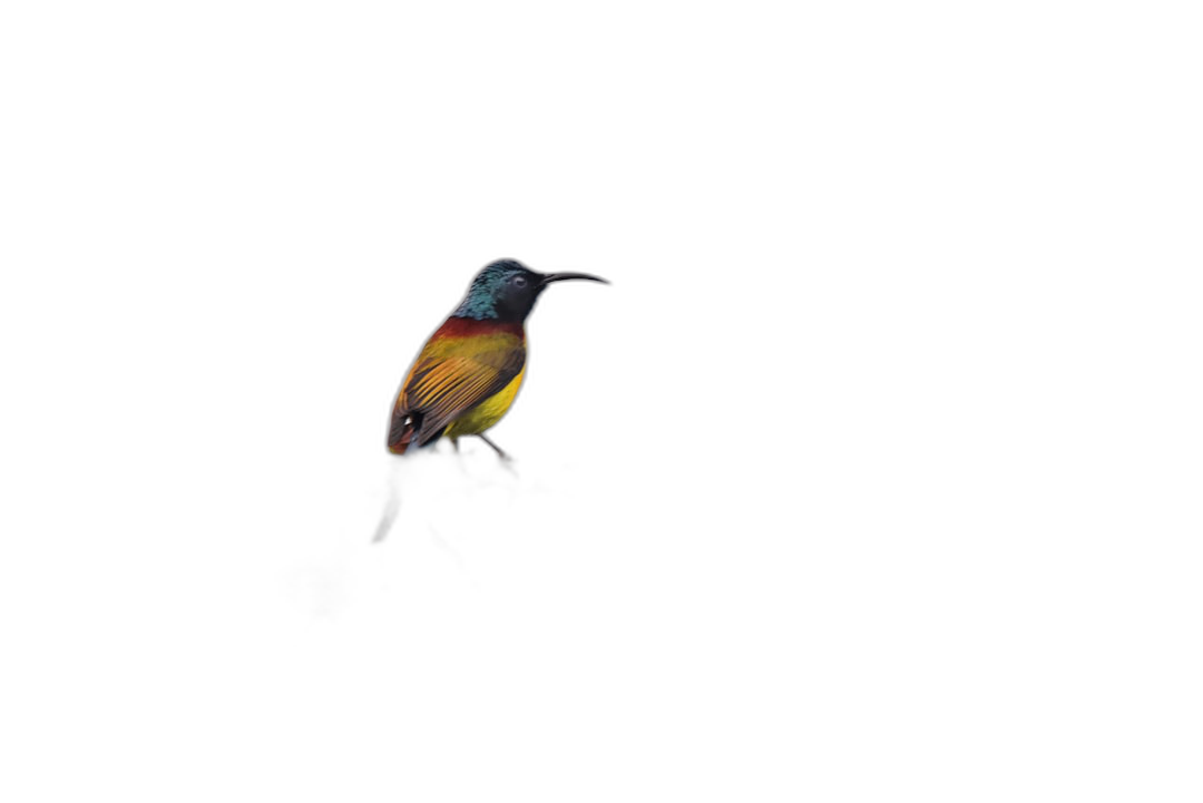 Photorealistic photo of an orange-bellied sunbird on a black background, in dark lighting, with a minimalist style, a high resolution photograph, insanely detailed, cinematic photograph in the style of Daniel Kordan and Tim J Rawles, using natural light, with a shallow depth of field.  Transparent Background