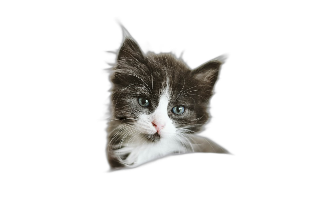 Cute fluffy kitten peeking out from the bottom left corner, isolated on a black background, in the portrait style, cute, adorable, cutout, in the sticker style, with a white border.  Transparent Background