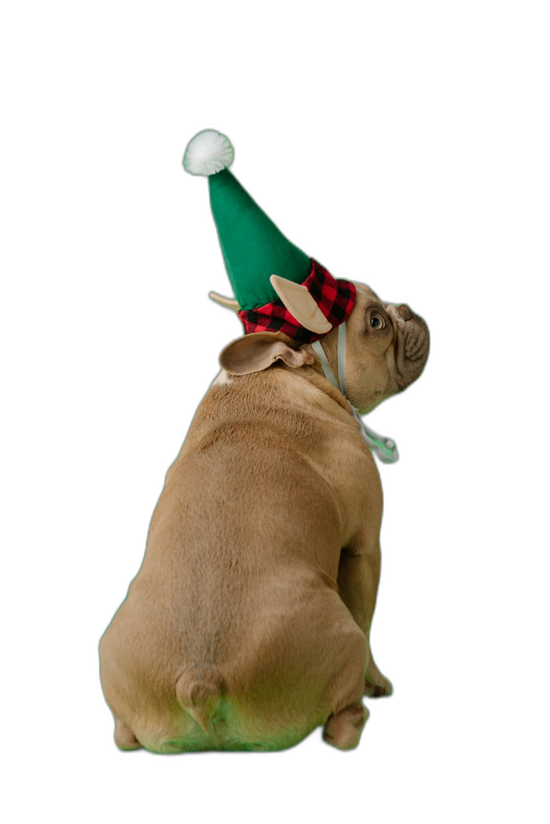 A cute chubby French bulldog wearing an elf hat, viewed from behind, against a black background, in the style of professional photography with studio lighting.  Transparent Background