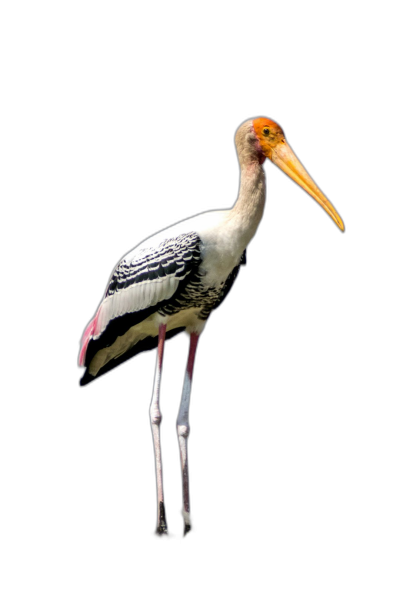 The painted stork is standing on one leg, full body, black background, high definition photography  Transparent Background