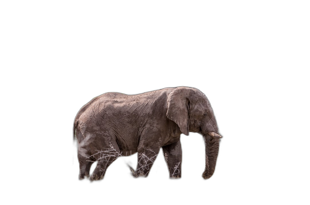 A side view of an elephant with white lines on its body walking against a black background, captured with high speed photography, with copy space available, at a high resolution, in the style of an Asian artist.  Transparent Background