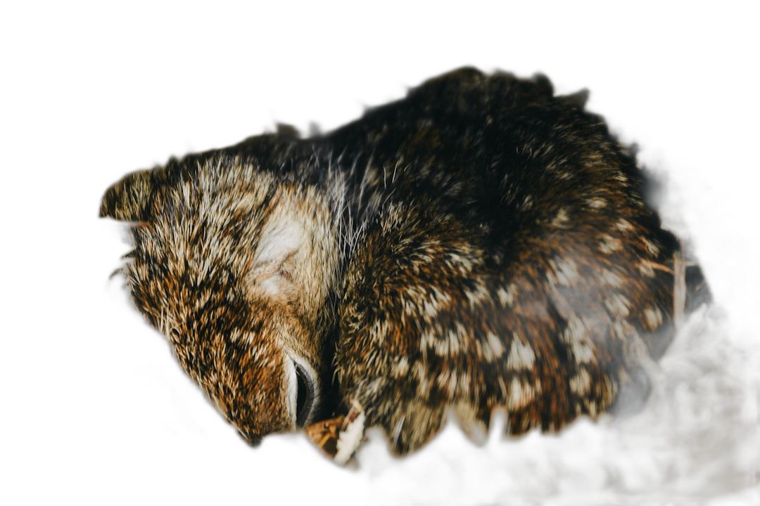 close up of an owl sleeping in the dark, motion blur, grainy film photo, closeup, black background,  Transparent Background