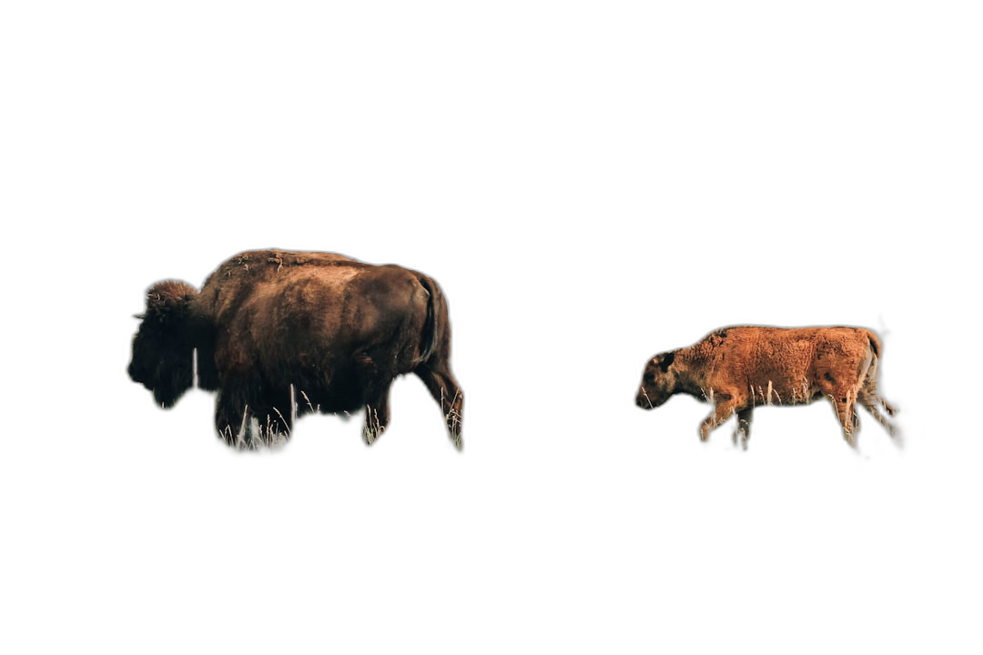 a side view of an American bison and calf walking on black background, isolated, minimalist, cinematic, full body shot  Transparent Background