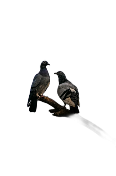 two pigeons sitting on branch, on black background, minimalism, simple, dark colors, photography, high resolution, high details, high contrast  Transparent Background