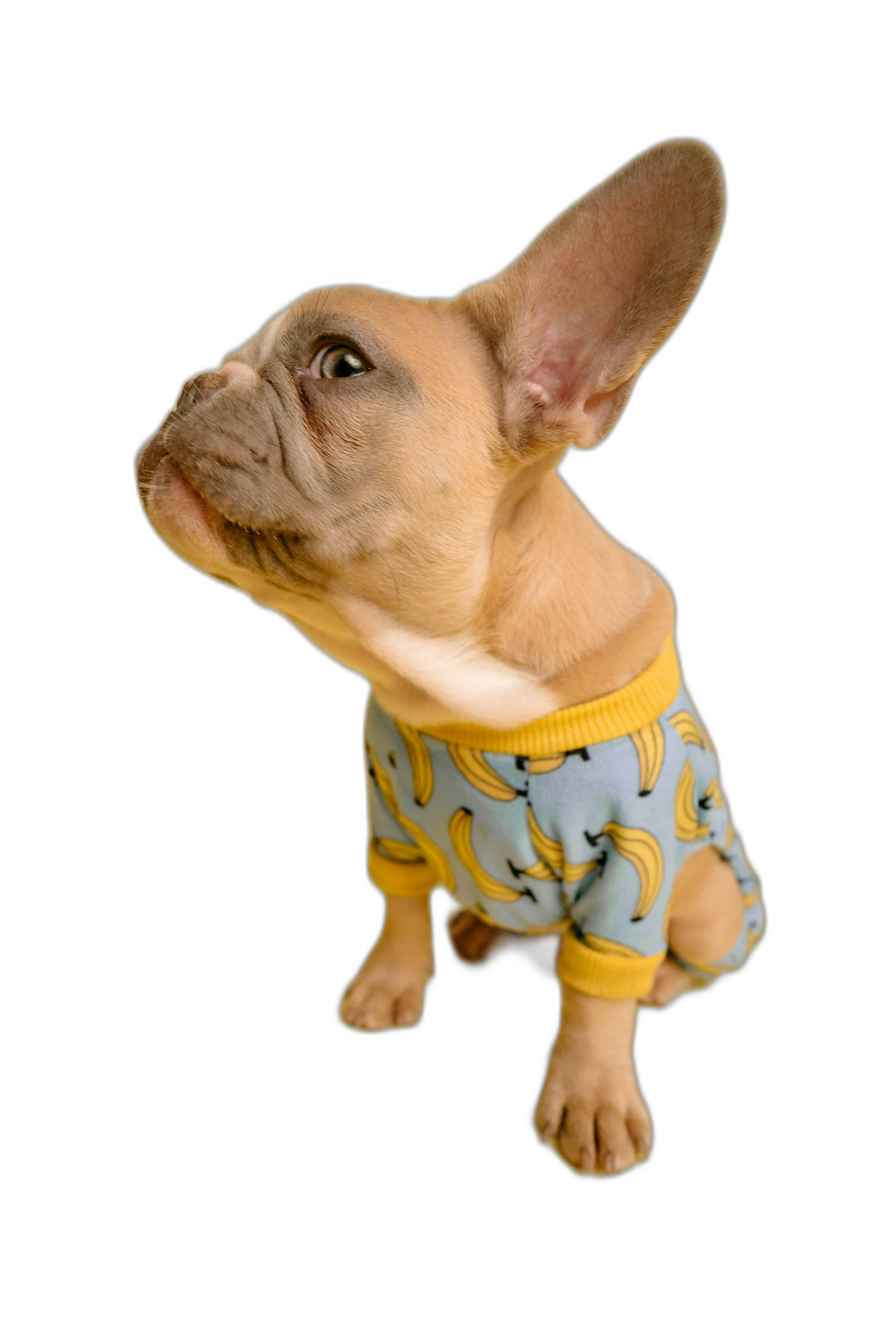 A cute light brown French Bulldog puppy wearing pajamas with a yellow and blue banana pattern, standing on its hind legs against a black background. The puppy is photographed in a studio in high definition in the style of cute pet photography.  Transparent Background