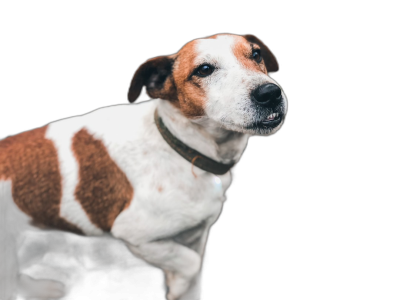 A white and brown Jack Russell Terrier on a black background with photo studio lighting. A portrait shot in the style of high resolution photography with professional color grading and hard shadows in a close up shot.  Transparent Background