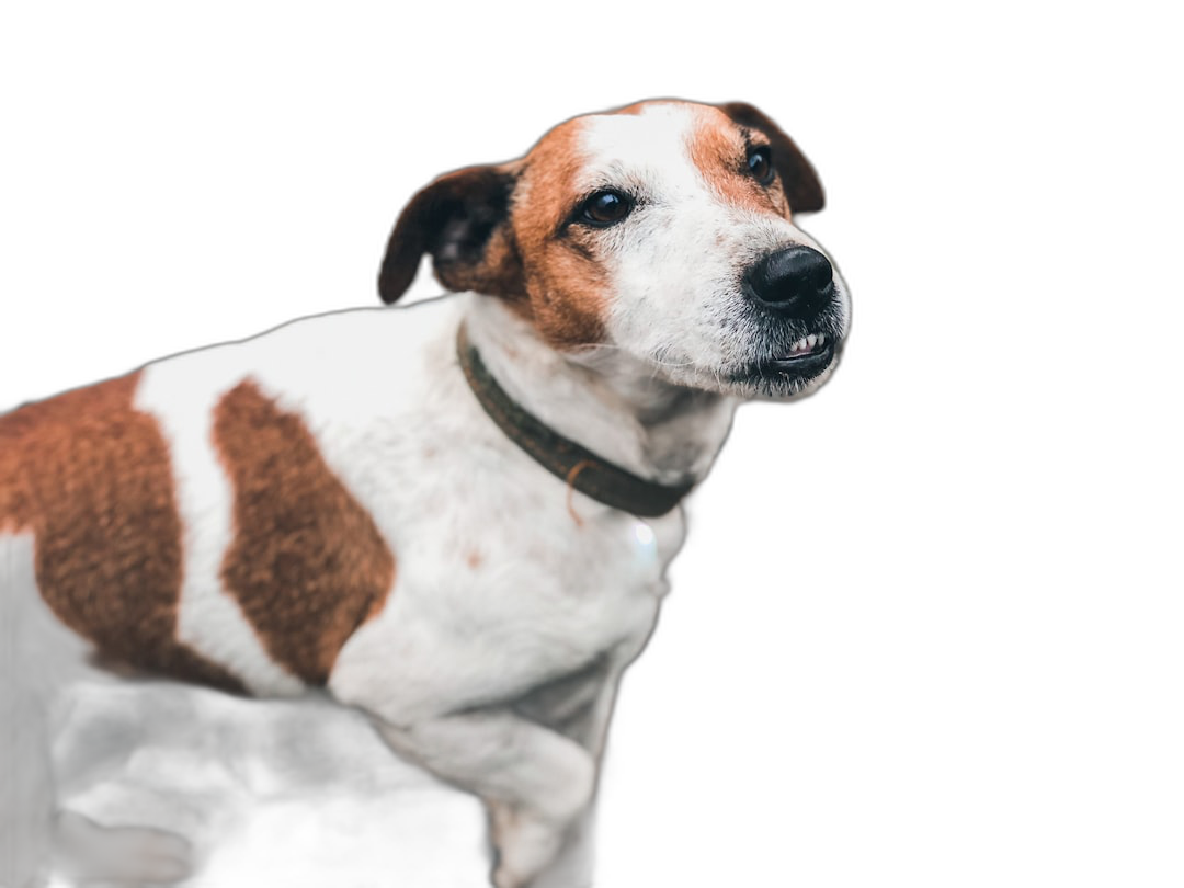 A white and brown Jack Russell Terrier on a black background with photo studio lighting. A portrait shot in the style of high resolution photography with professional color grading and hard shadows in a close up shot.  Transparent Background