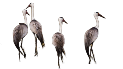 A group of elegant cranes, one with its head tilted to the side and two others standing in profile against black background, realistic photography, full body shot  Transparent Background