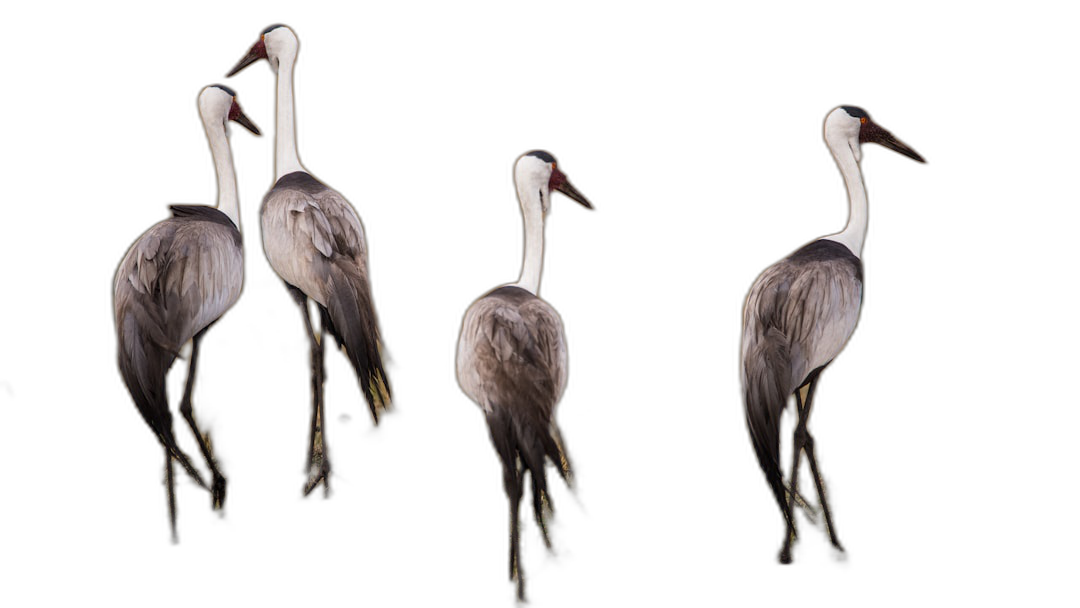 A group of elegant cranes, one with its head tilted to the side and two others standing in profile against black background, realistic photography, full body shot  Transparent Background