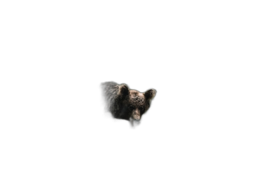 A small bear floating in pitch black space, centered in the frame, with pure darkness around it, illuminated by a single point of light from behind, in the style of hyper realistic photography.  Transparent Background