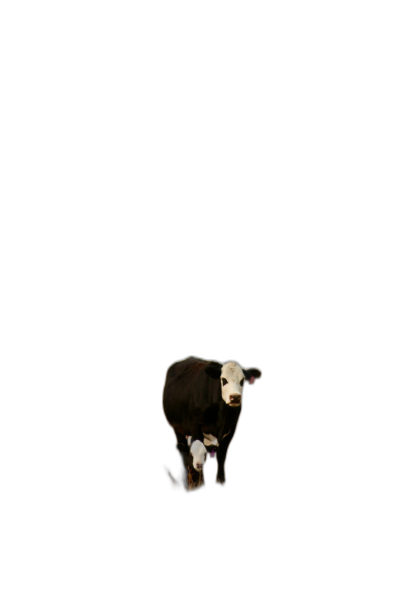 A single cow standing in the middle of an allblack background, with its baby calf sitting on it's head, looking up at her, cute and adorable, minimalist, simple, black background, hyper realistic photography  Transparent Background