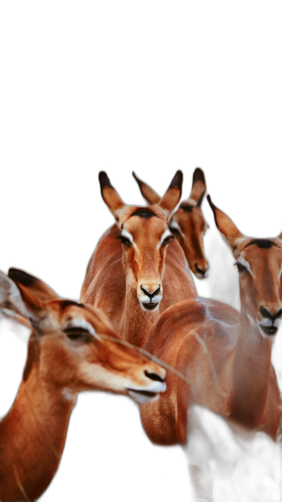 group of antelope in the wild with black background, photo realistic , macro photography  Transparent Background