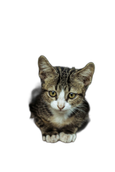 kitten sitting on a black background, symmetrical composition, dark portrait photography in the style of hard light source, high definition photography, cute and adorable, studio shot  Transparent Background