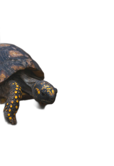 side view of tortoise, isolated on black background, small yellow dots around shell  Transparent Background