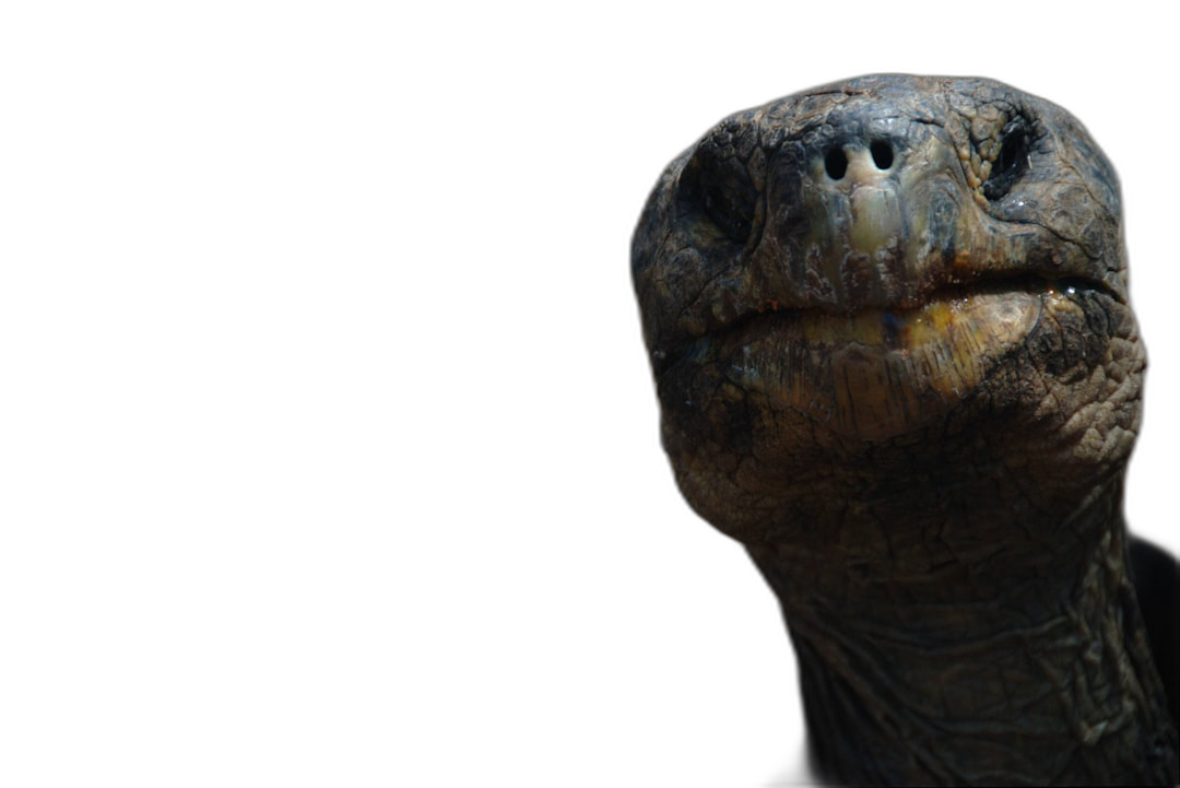 A close-up shot of the head and shoulders against a black background. A Galapagos tortoise with its long neck up in front view, its eyes focused on something ahead, creating an atmosphere of mystery or curiosity, with subtle lighting highlighting details like texture and skin tone. The candid moment was captured in the style of Hasselblad X2D, in high resolution.  Transparent Background