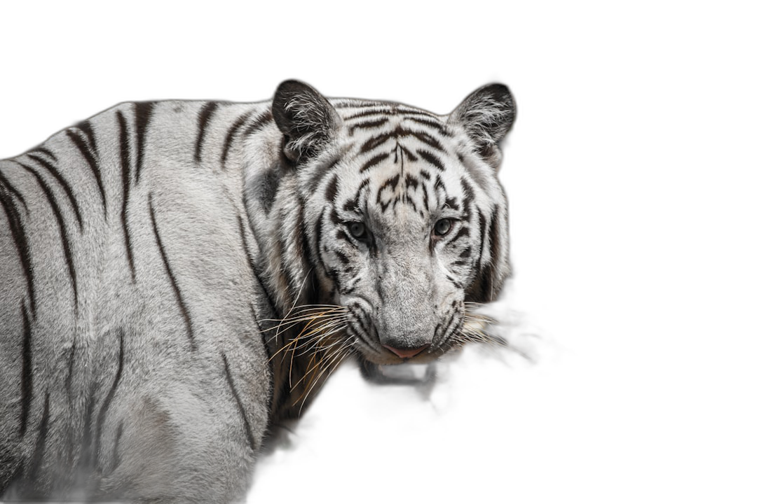 white tiger on black background, photography of one white bengal tigress with stripes on face, wildlife photography, closeup portrait, high resolution photography, high detail, studio lighting, soft light, soft shadows, clean sharp focus, black isolated background  Transparent Background