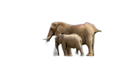 A small elephant and its big mother standing together on a black background, in a high resolution photo realistic style.  Transparent Background