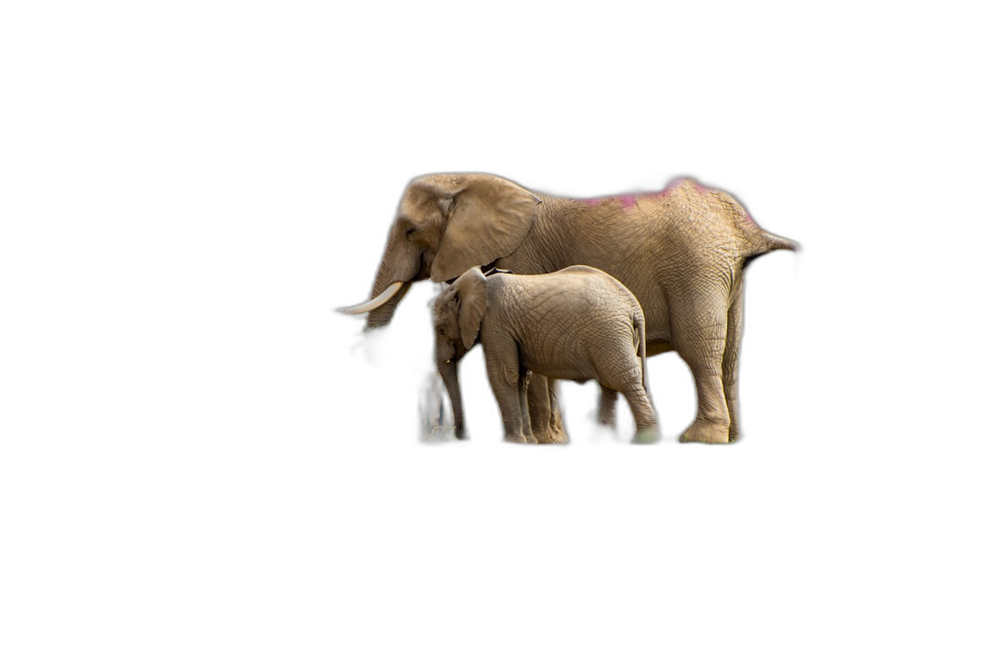 A small elephant and its big mother standing together on a black background, in a high resolution photo realistic style.  Transparent Background