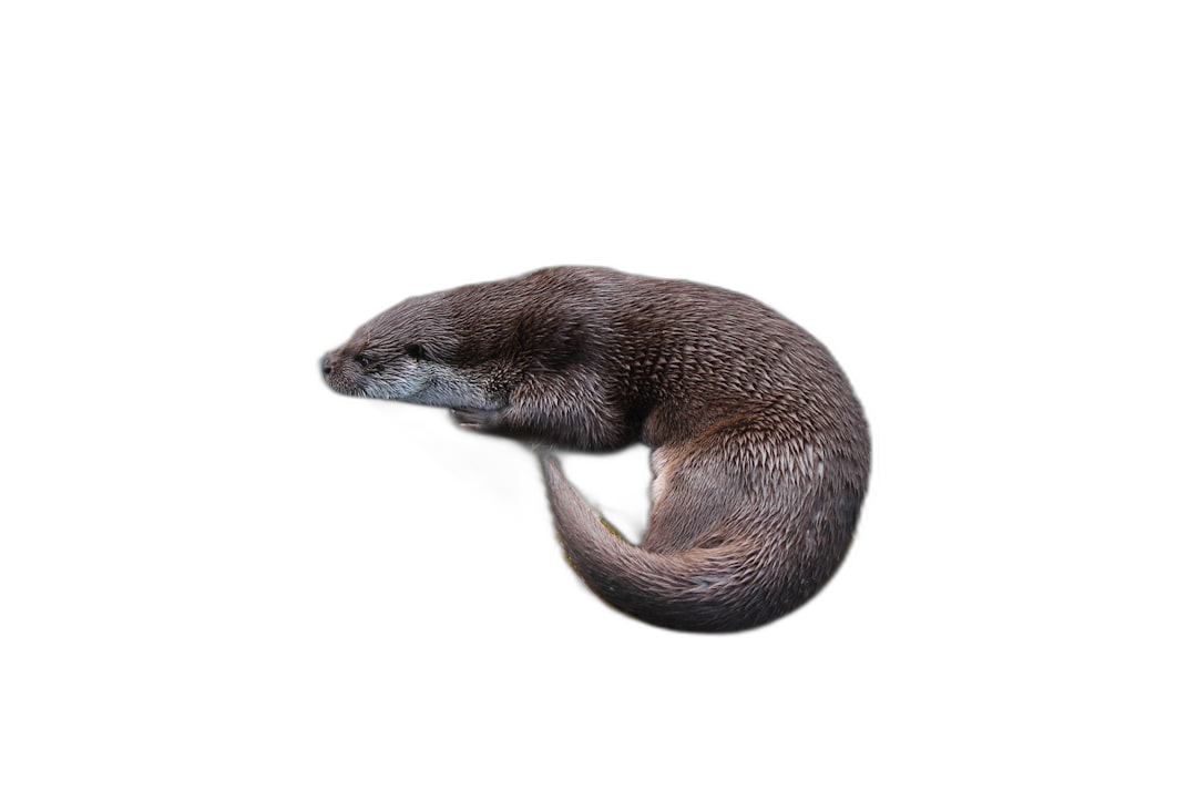 A photograph of an otter floating in the air, isolated on a black background, in a minimalist style, with studio lighting, of high resolution photography, with insanely detailed, intricate details, as a stock photo, with professional color grading.  Transparent Background