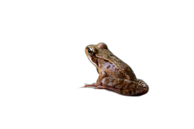 A tiny brown frog floating in the air on a black background, isolated in a close up shot.  Transparent Background