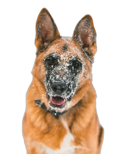 A red and white Dutch Shepherd dog with snow on its face, a happy expression, against a black background, in a front view, in the style of high definition photography.  Transparent Background