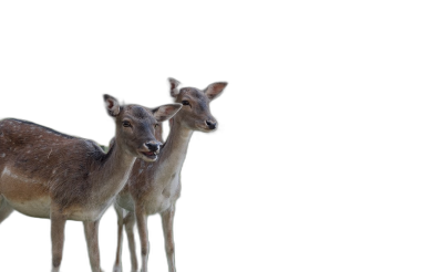 A pair of deer on a black background, photo realistic, sharp focus, high resolution image, in the style of cinematography.  Transparent Background