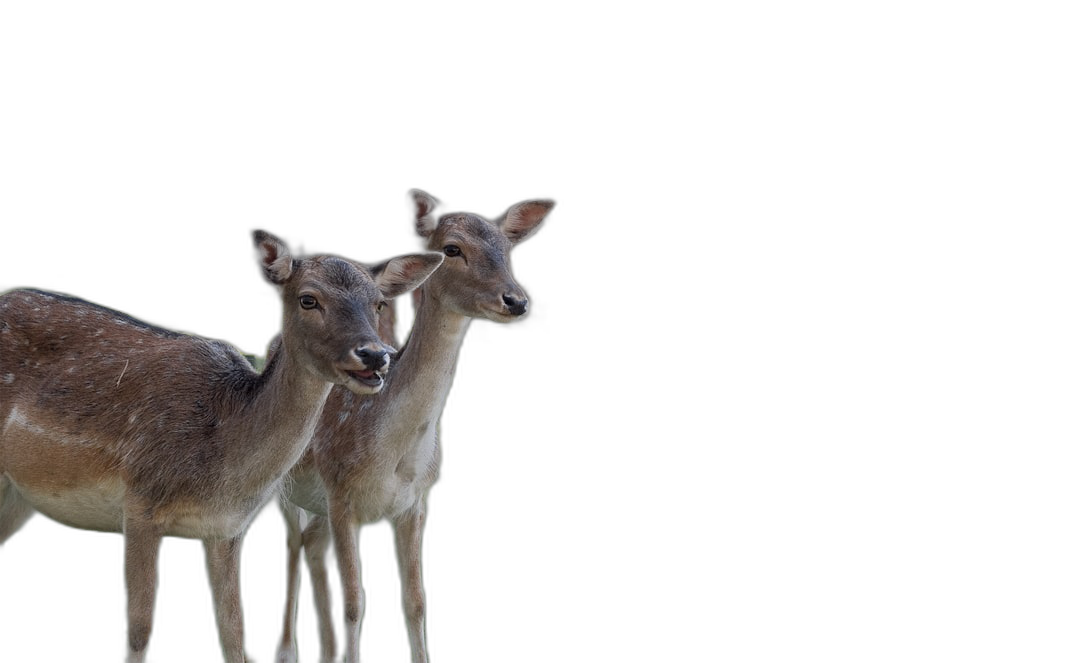 A pair of deer on a black background, photo realistic, sharp focus, high resolution image, in the style of cinematography.  Transparent Background