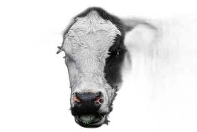 Black and white cow head isolated on black background, portrait of cow with green bell in mouth, funny animal close up, professional photography, professional color grading  Transparent Background