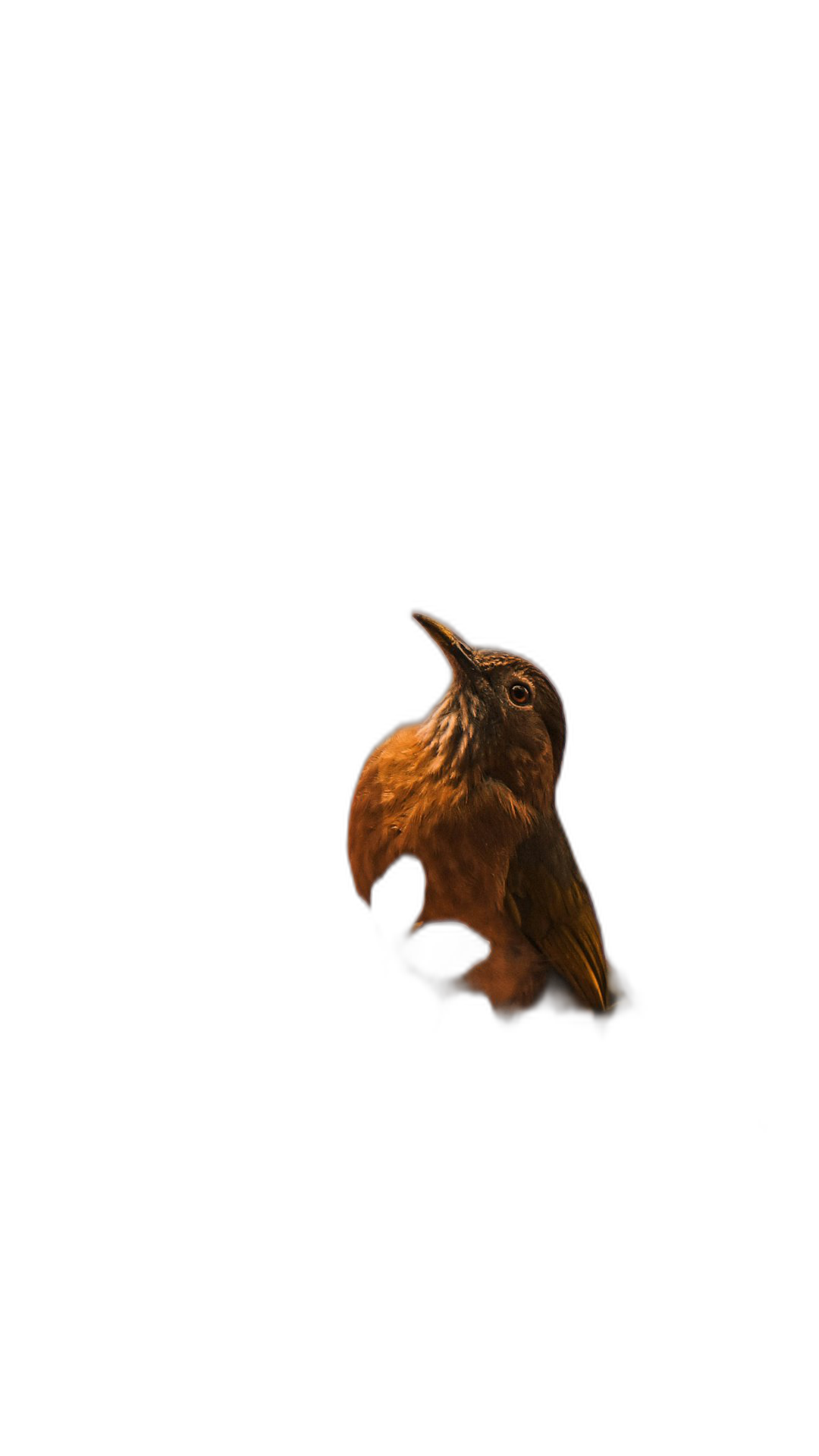 Night photography, close up of a brown nightingale in flight on a black background, minimalism, dark colors, hyper realistic, cinematic lighting, low angle shot, volumetric light, high resolution.  Transparent Background