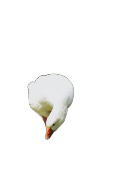 A sea with its head upside down, on a black background, in a minimalist, high definition photographic style.  Transparent Background