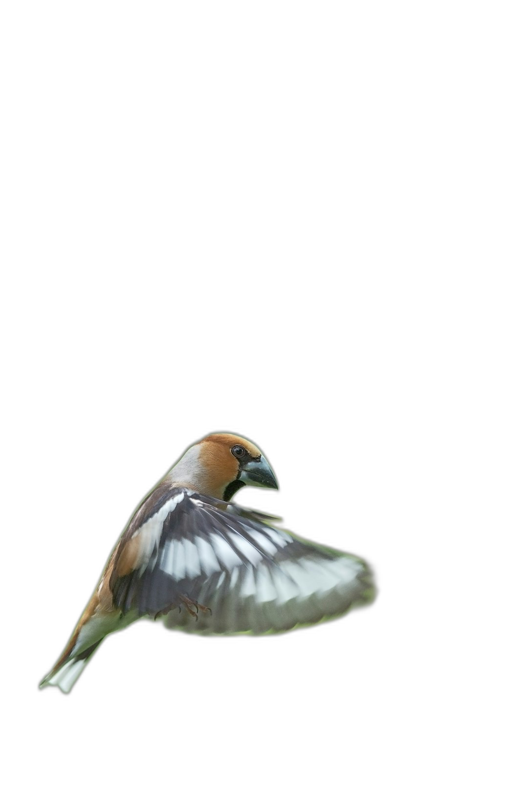 Hawfinch in flight, side view on black background, photorealistic, high resolution photography  Transparent Background