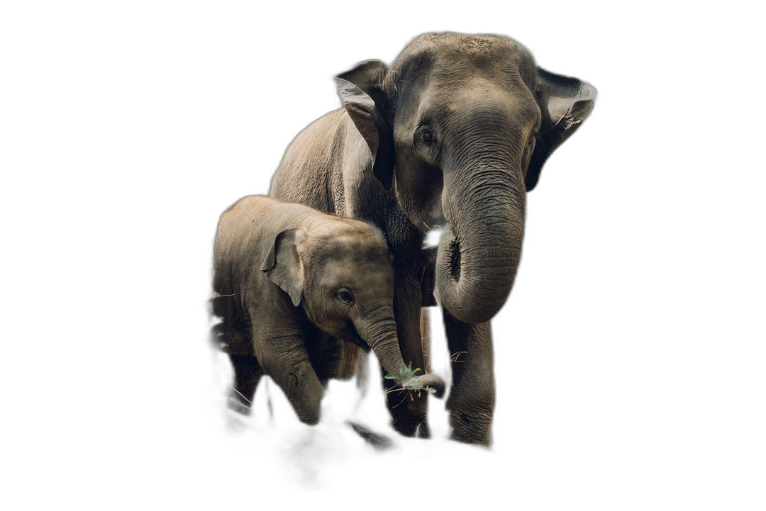 Mature Indian elephant with baby, isolated on a black background, in a high resolution photographical style, with professional color grading, soft shadows, minimal contrast, and clean sharp focus in a digital art illustration style.  Transparent Background