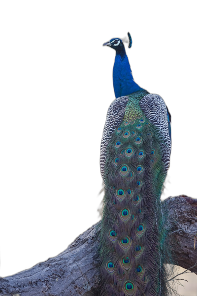 blue peacock sitting on a tree branch against a black background, in the style of a national geographic photo.  Transparent Background