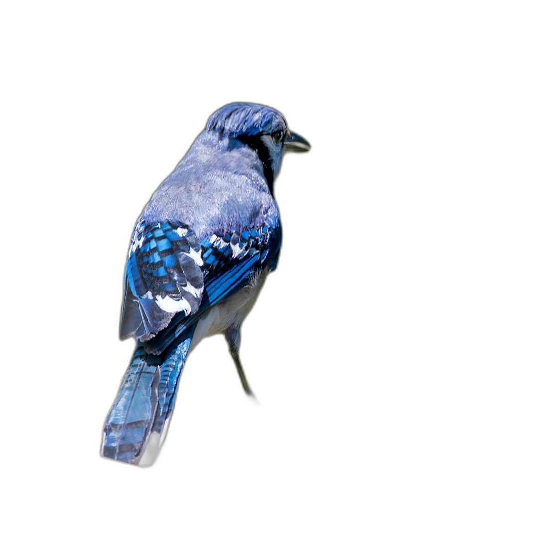 blue jay bird on black background, real photo, high resolution, high quality photography, professional color grading, soft shadows and no contrast for clean look Transparent Background