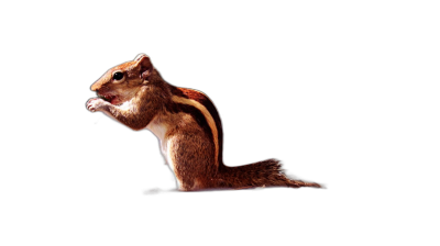 Side view of a chipmunk on a black background, reaching up with its arms and tail to reach for food, in the style of hyper realistic, high resolution, high definition artwork.  Transparent Background