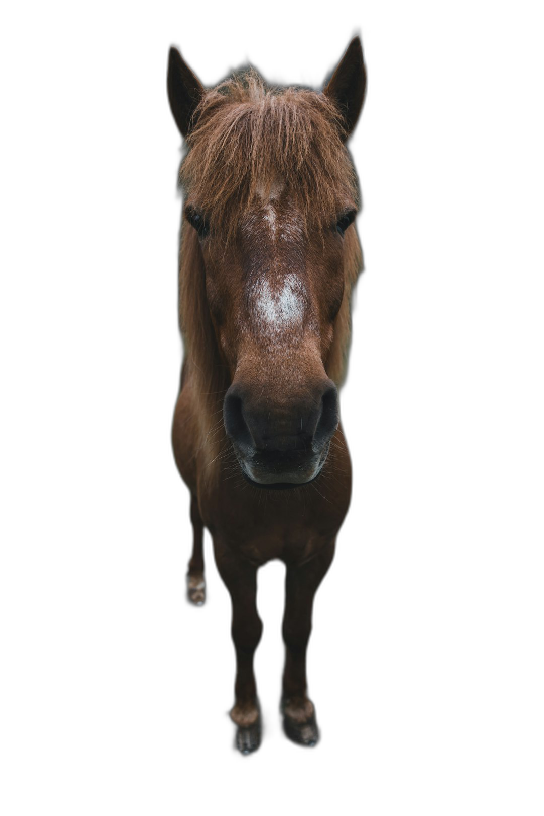 frontal portrait of an extremely cute little brown horse, solid black background, in the style of studio photography  Transparent Background