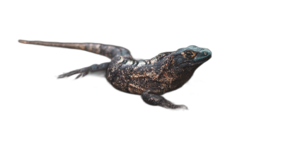 A photo of an African galapagos lizard floating in the air on a black background, high definition photography in the style of hyper realistic.  Transparent Background