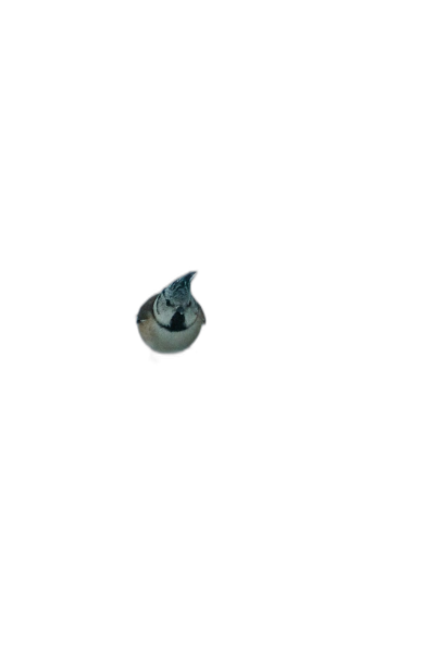 A tiny bird floating in the pitch black sky, seen from above. The small white bird has dark grey wings and its body curves upwards at an angle of about one ship height, making it look suspended in midair. It has no visible beak or legs on the outside but instead features two round eyes that glow faintly against the darkness. Black background.  Transparent Background